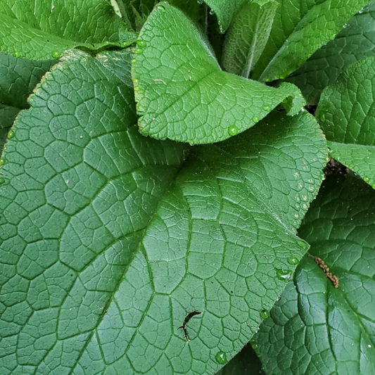 comfrey_leaves
