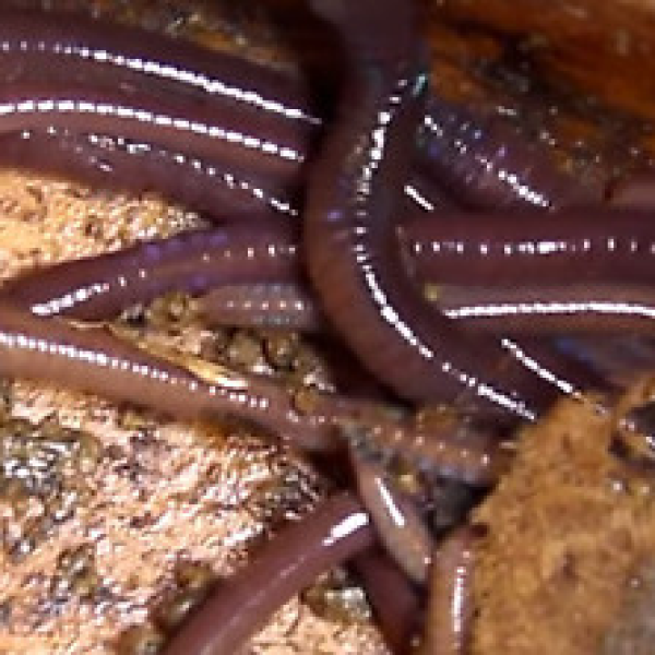 Indian Blue worms Keystone Worms