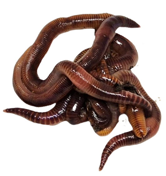 european_nightcrawlers_nobg