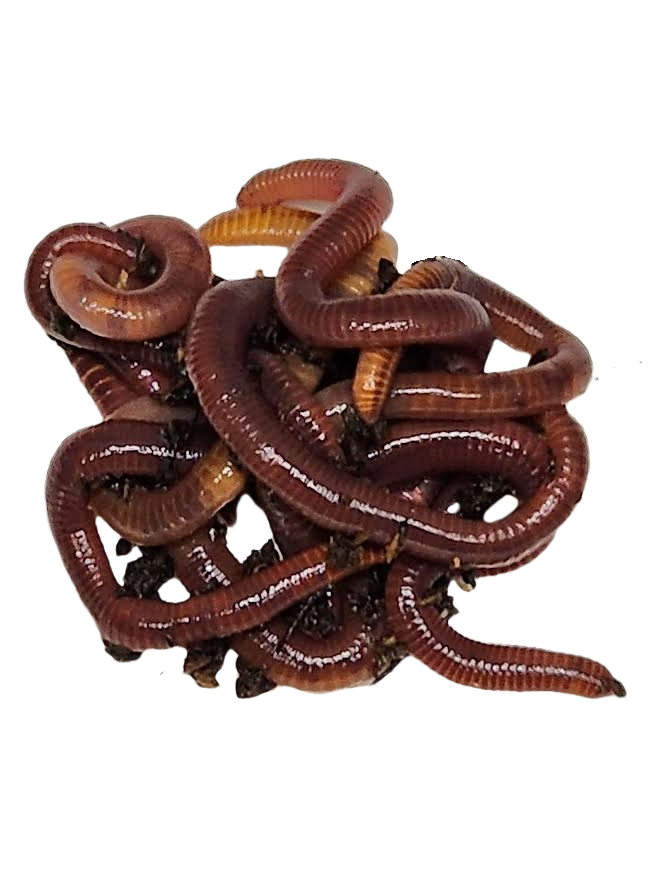 Where To Buy Worms In North Carolina